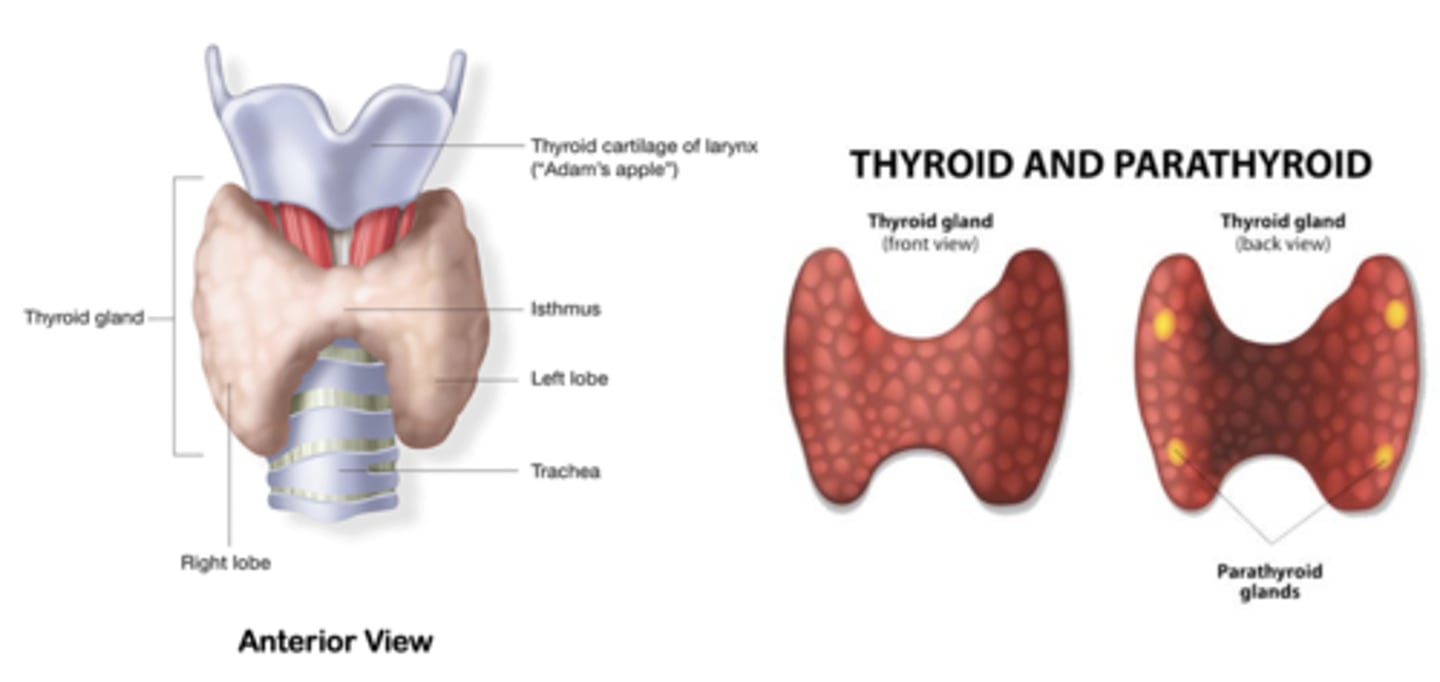 <p>is a butterfly-shaped organ located in the base of your neck</p><p>main function is the synthesis and storage of thyroid hormone</p>