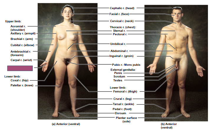 <p>Based on this anterior view, what is this region?</p>