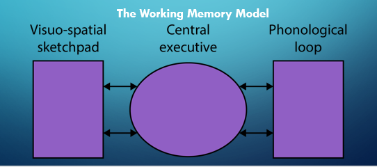 <p>… STM is an active workspace in which info. is manipulated for a given task</p><p></p>