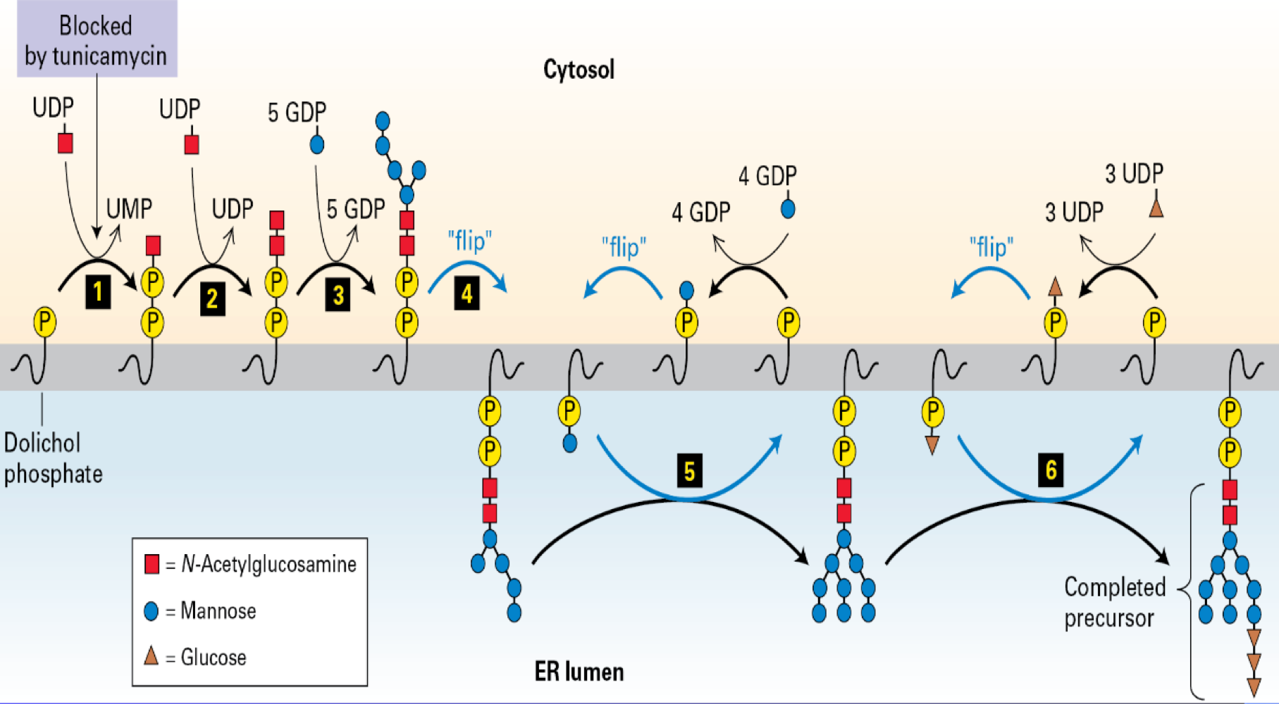 <ul><li><p><span>initatel in the RER</span></p></li><li><p><span>continuous --> Golgi</span></p></li><li><p><span>initial glycosylation is often due dolichol phosphate </span></p></li></ul><ol><li><p><span>O-Linked - linked to serine --> shorter</span></p></li><li><p><span>H-Linked - linked to serine --> asynergie long + branched </span></p></li></ol><p></p>