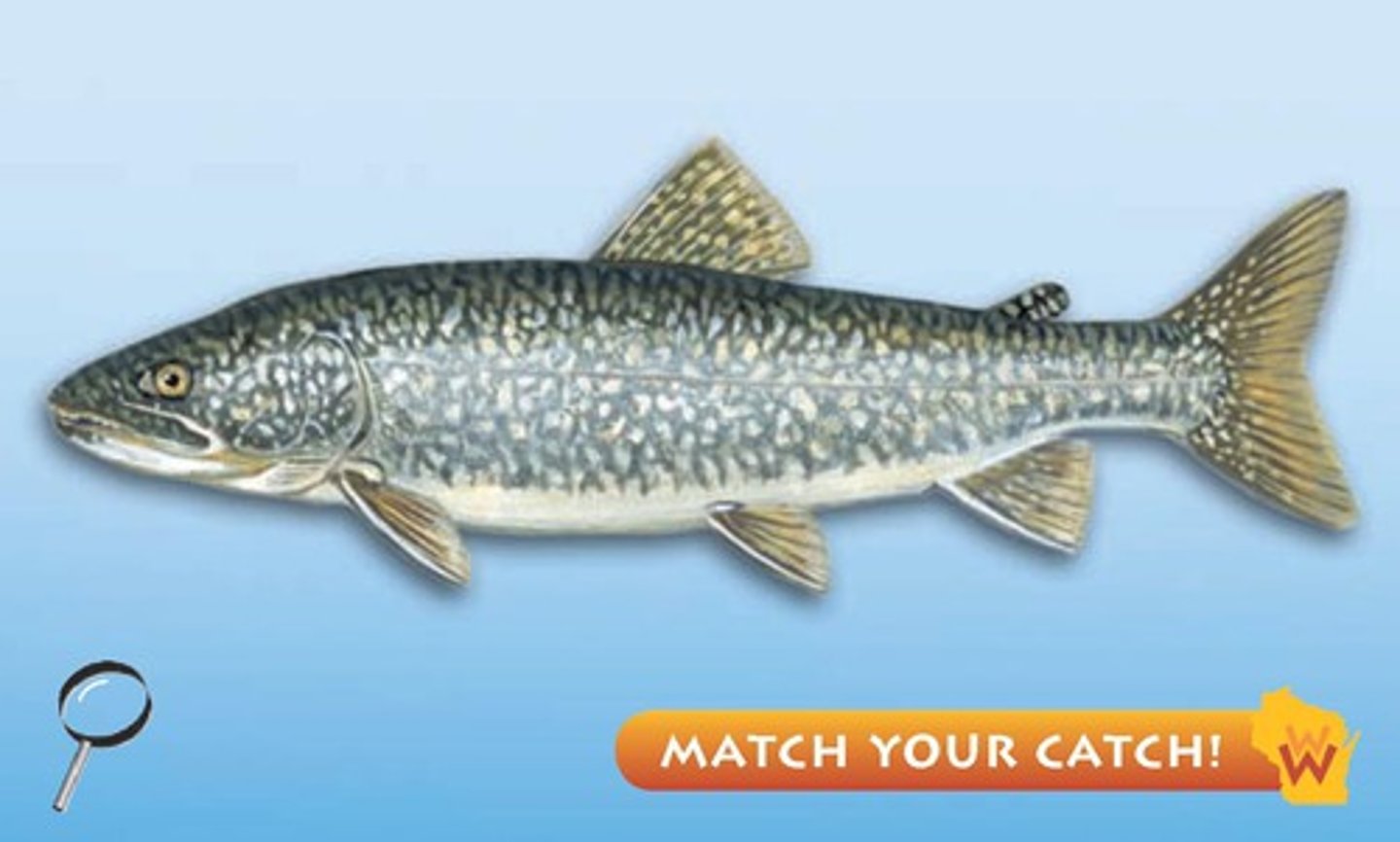 <p>Lake trout</p><p>-spotting all throughout</p><p>-pike like body</p>