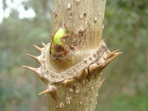 <p>tree, thorns circle stem at nodes, not much branching, largest compound leaf in america, panicle flower and red fruit, sun and edge loving, bottomland mesic</p>