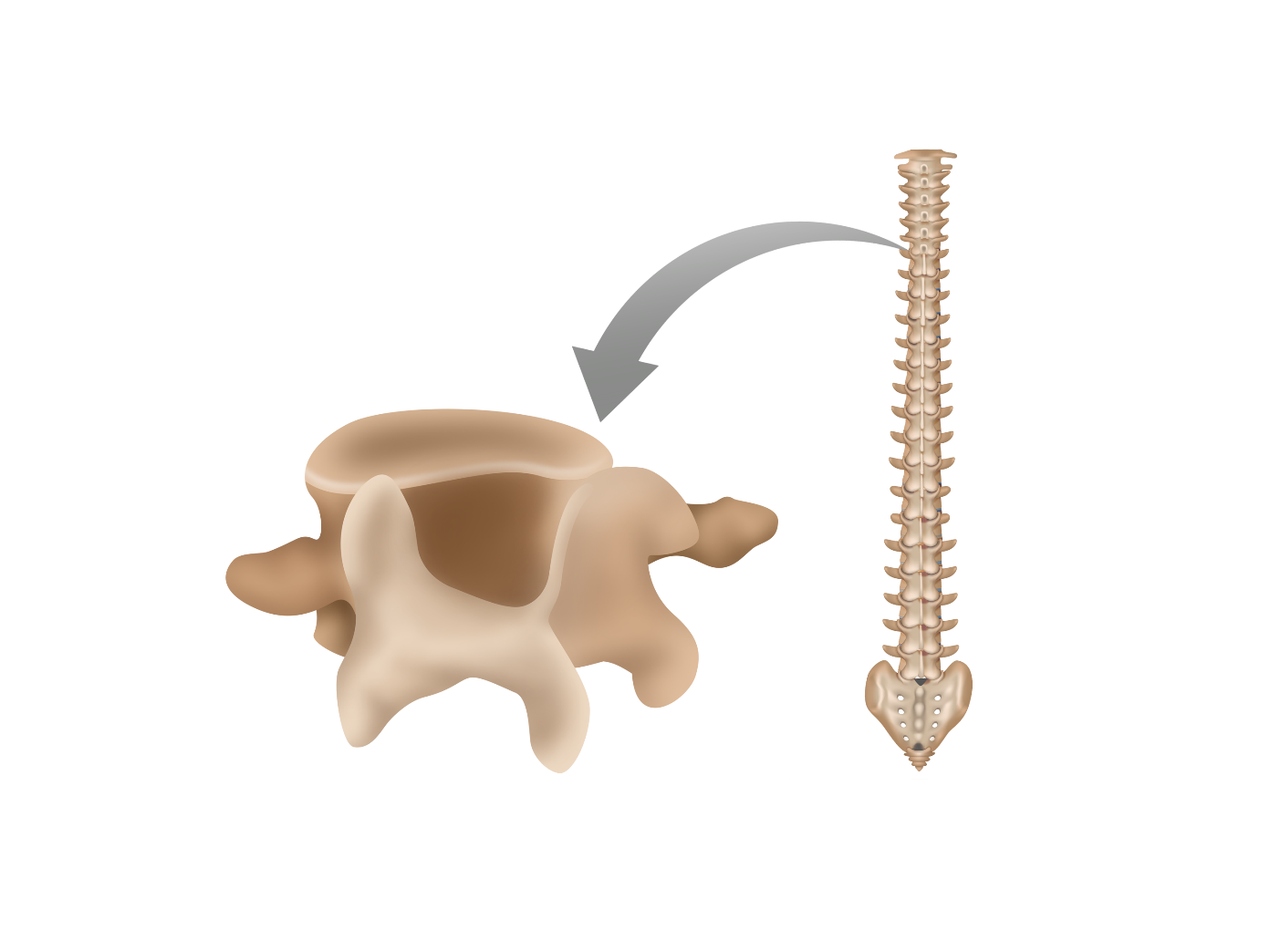 <p>Irregular bones</p>