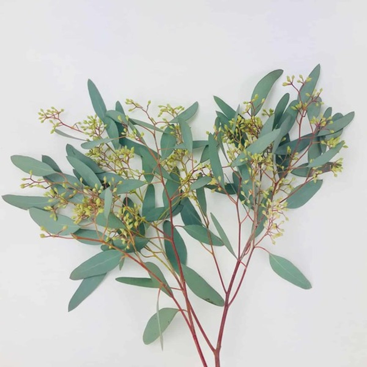 <p>Eucalyptus; Foliage</p>