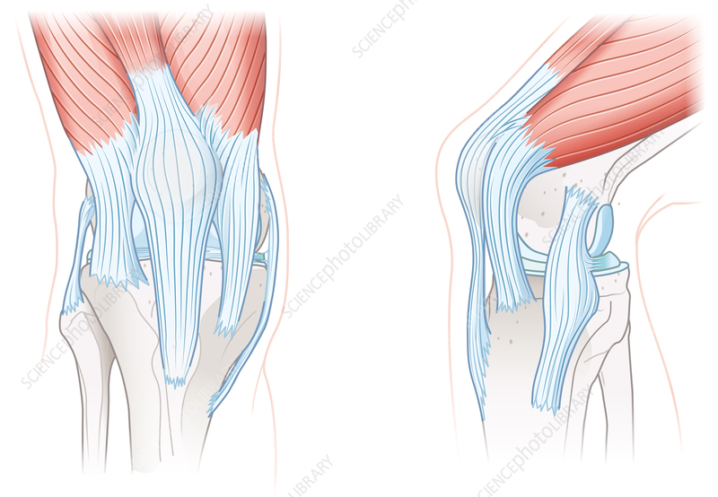 <p>What are tissues that connect bone to bone?</p>