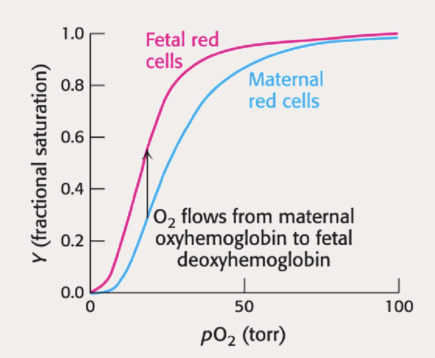 <p>Curve shifts left, illustrating how 2,3 BPG can’t bind and interact with anything, allowing switches into the R state, increasing affinity for O2 binding</p><p></p>