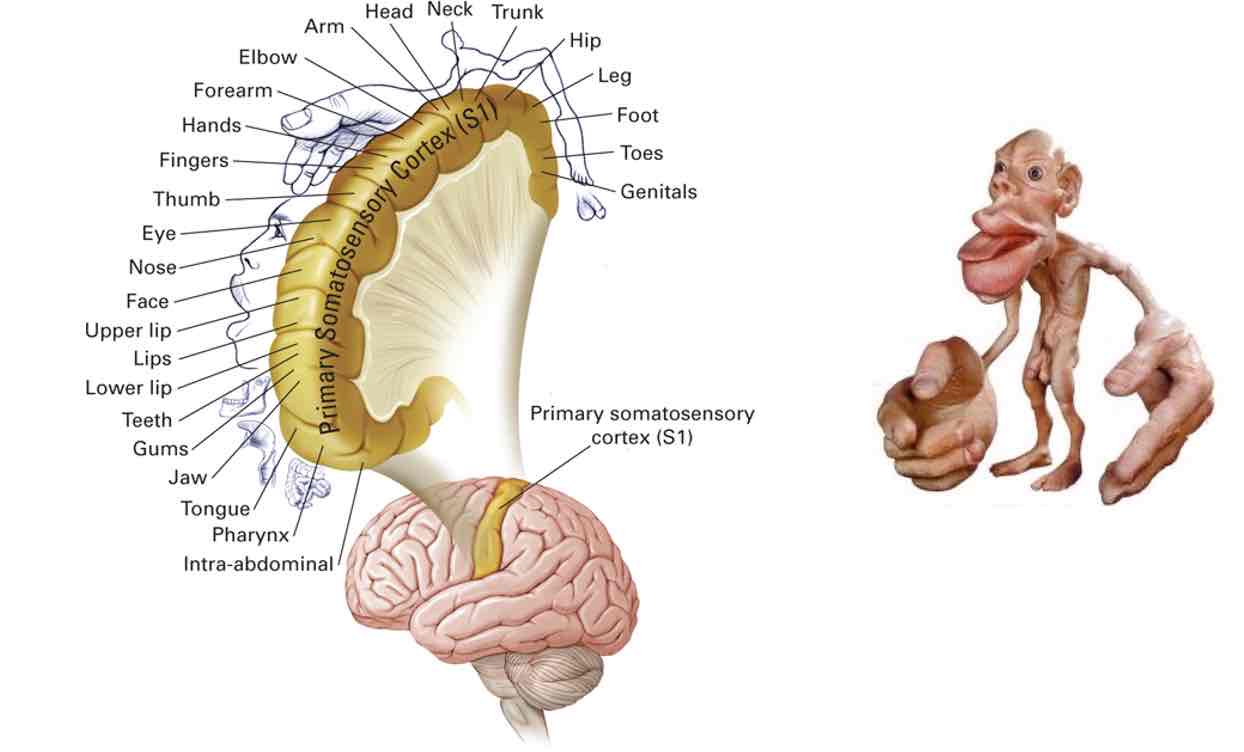 <ul><li><p>Somatic map of body in parietal cortex</p></li><li><p>Bigger parts → more sensitive to touch/temperature /pain perception</p></li></ul>