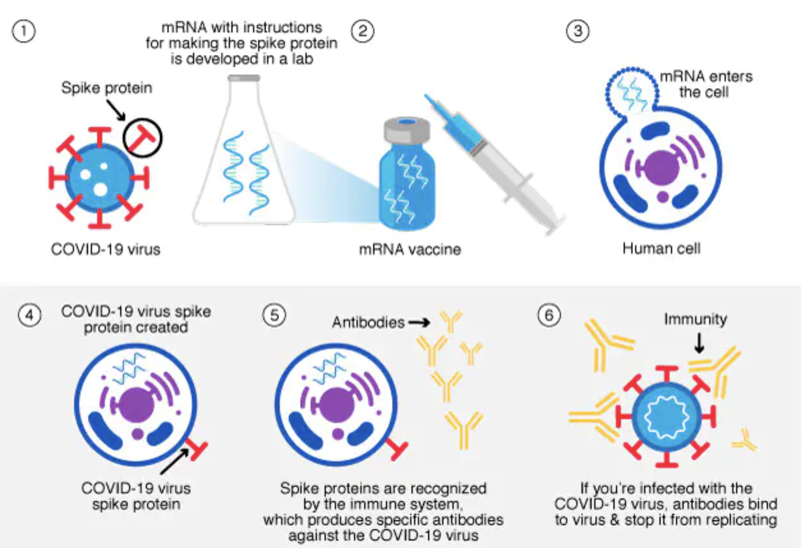 <ul><li><p>covid vaccines use the mRNA of the virus to instruct cells to produce a spike protein which triggers an immune response and trains the body to recognize/fight virus </p></li></ul>