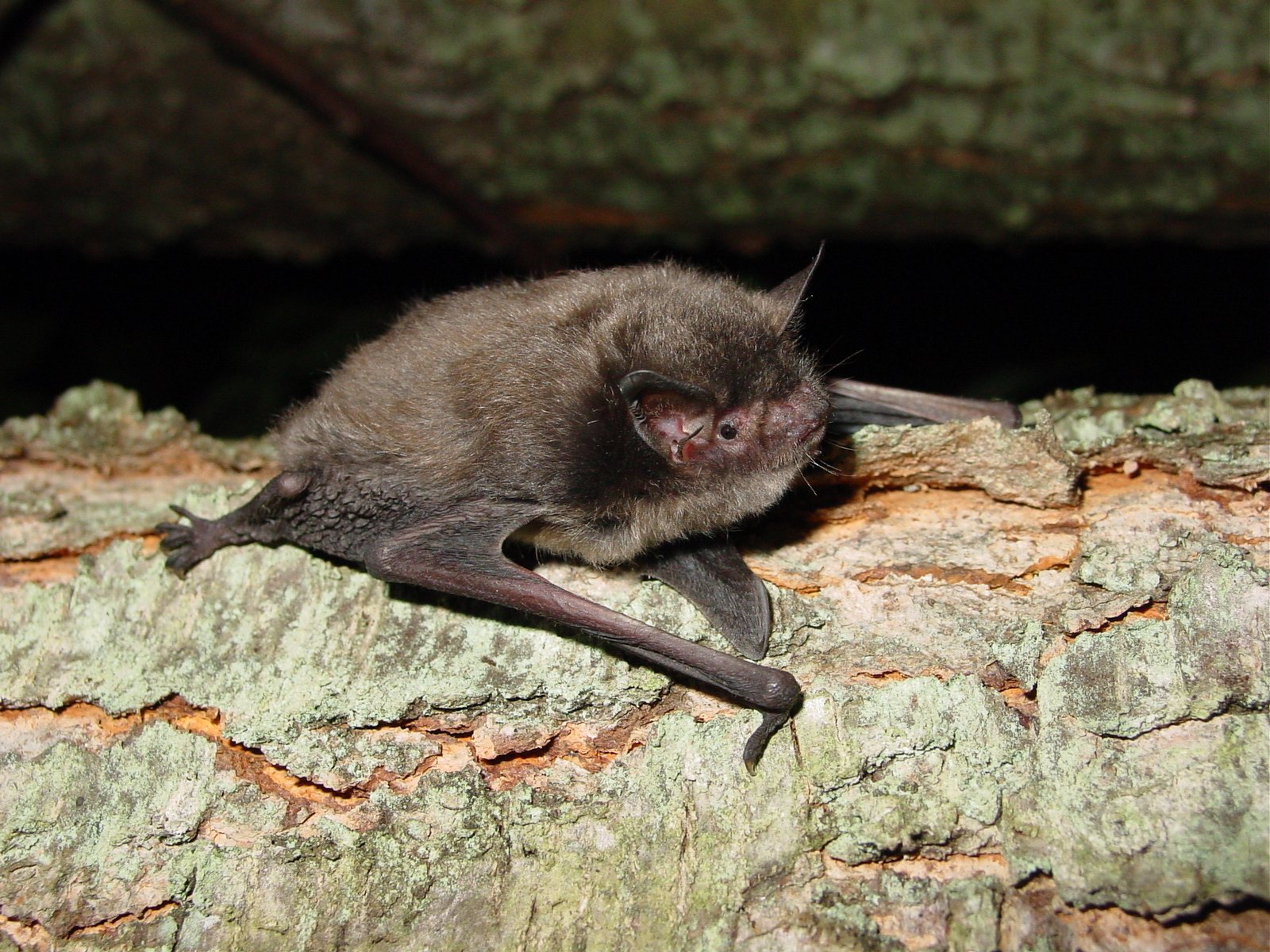 <p>Myotis sodalis </p>