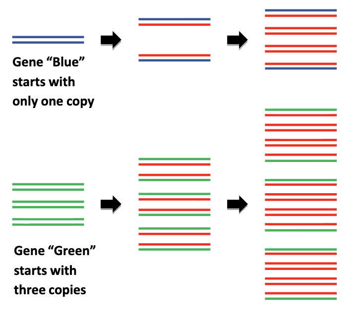 <ul><li><p>quantitative PCR</p><ul><li><p>how DNA is quantified in each cycle</p></li></ul></li><li><p>growth in amount of PCR product is monitored by using a reporter dye, and a PCR machine capable of detecting fluorescence in each well</p></li><li><p><mark data-color="#ffdada" style="background-color: rgb(255, 218, 218); color: inherit;">amount of PCR product (in exponential phase of qPCR) is proportional to starting amount of DNA</mark></p></li></ul><p></p>