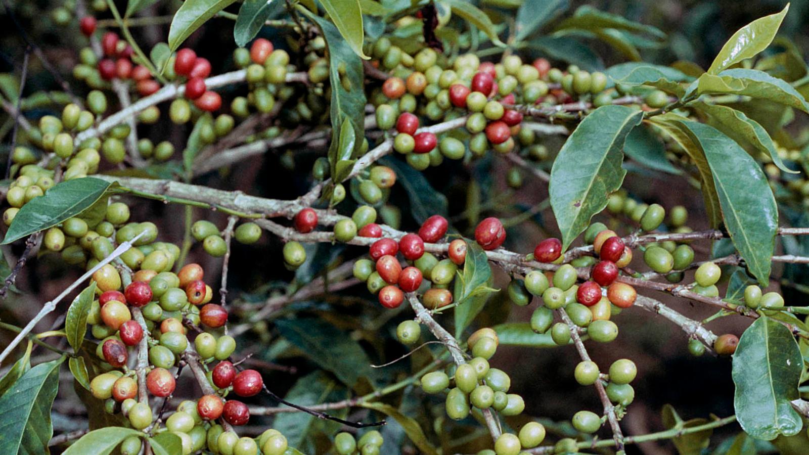 <p>eudicot; coffee plant; major source of caffeine</p>