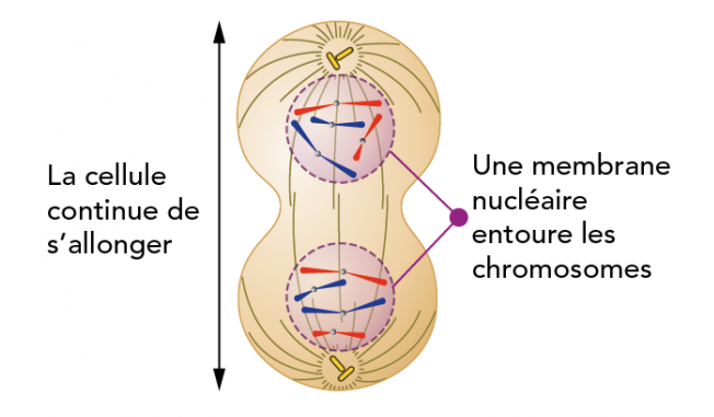 Les chromatides ou chromosomes-fils d’un même lot se décondensent et reconstituent la chromatine. L’enveloppe nucléaire réapparaît autour de chaque lot. La cellule semble avoir deux noyaux