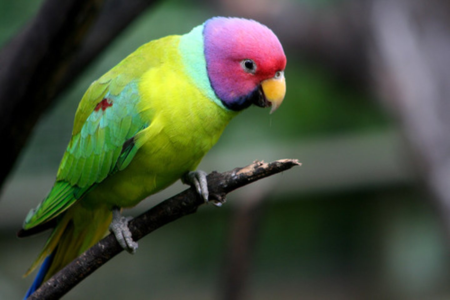 <p>bird</p>