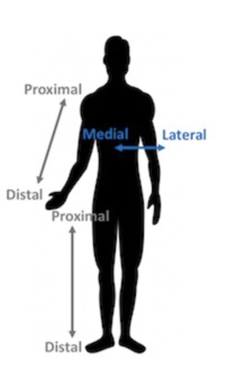 <p>toward the side of the body, away from the middle</p>