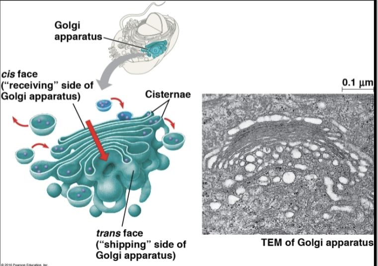 <p>Golgi Apparatus </p>