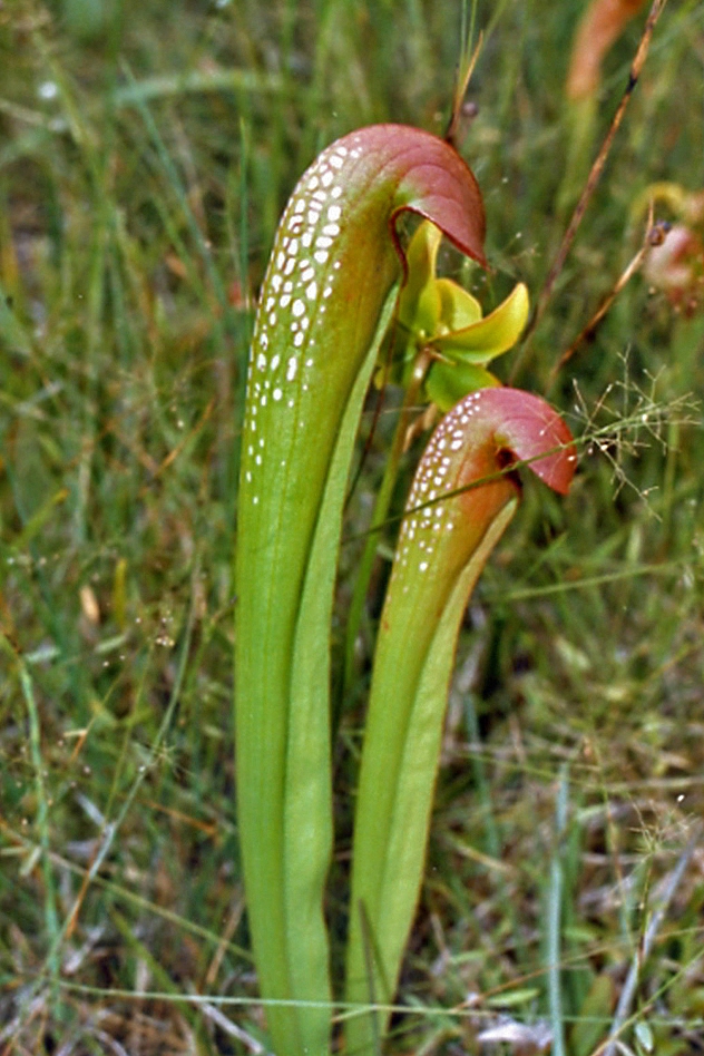 <p>Hooded pitcher plant </p>