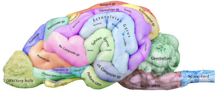 <p><strong>1) Longitudinal fissure </strong></p><ul><li><p>Divides the brain into the 2 main hemispheres </p></li></ul><p></p><p><strong>2) Cruciate sulcus</strong></p><ul><li><p>Only called this in animals… termed the “central sulcus” in humans</p><ul><li><p>Placed ACROSS the brain, perpendicular to the longitudinal fissure</p></li></ul></li><li><p>Defines the division between the <u>frontal</u> and <u>parietal</u> lobes (can be seen on dorsal view)</p></li></ul><p></p><p><strong>3) Lateral sulci (aka Sulcus Sylvius)</strong></p><ul><li><p>Seen on the lateral aspect in the center of the brain (see image)</p></li><li><p>Separates the <u>temporal</u> lobe from the <u>frontal</u> and <u>parietal</u> lobes</p></li></ul><p></p><p><strong>4) Rhinal sulcus </strong></p><ul><li><p>Separates the <strong>olfactory lobe</strong> from the rest of the forebrain… is MUCH more pronounced in dogs </p></li></ul><p></p>