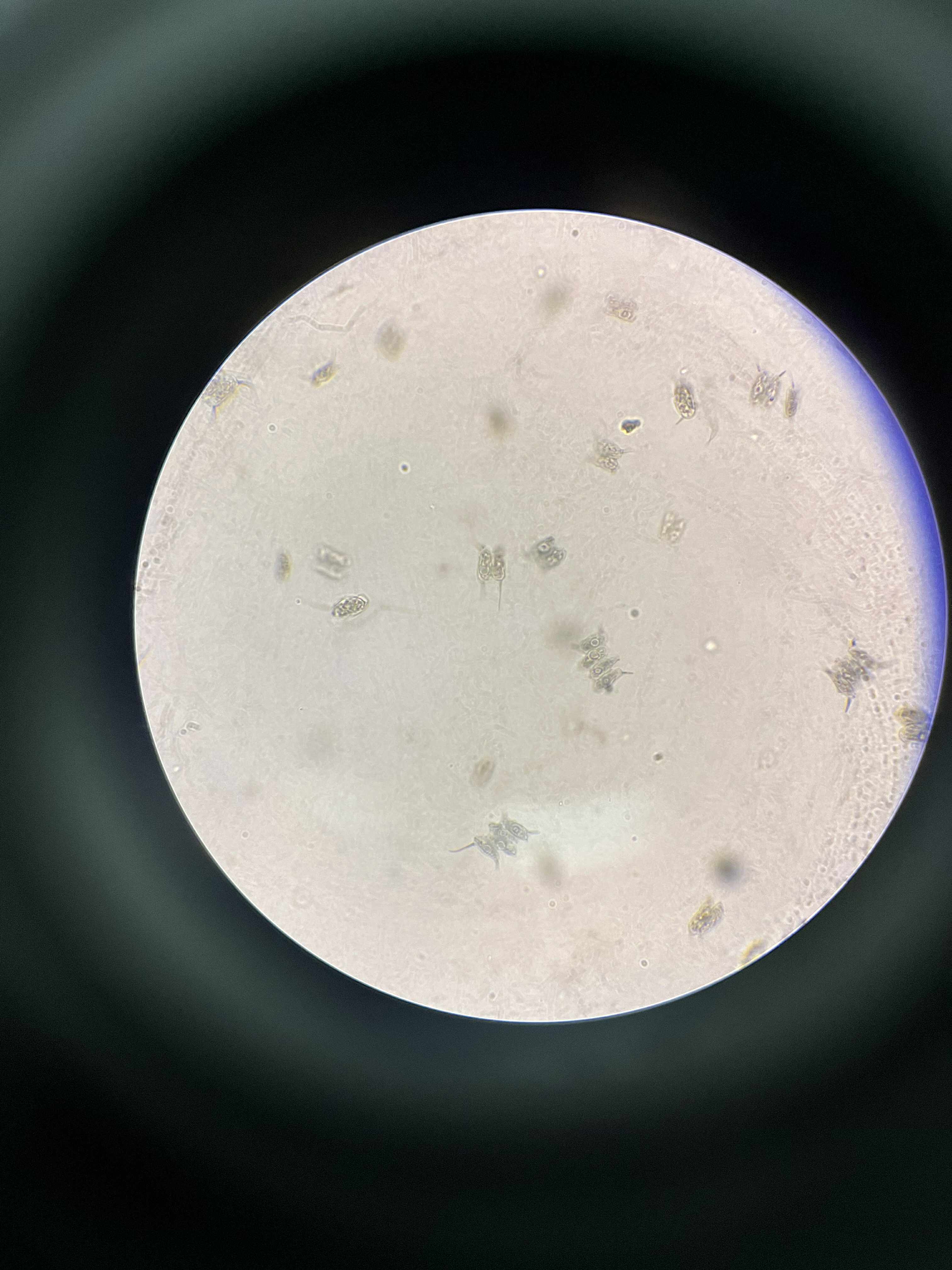 <p>specimen</p><p>phylum</p><p>color</p><p>shape</p><p>cell arrangement</p><p>motility</p><p>characteristic</p>