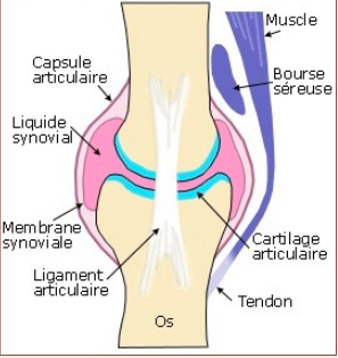 <p>1. Cavité articulaire</p><p>2. Surface articulaire</p><p>3. Capsule articulaire</p><p>4. Membrane synoviale</p><p>5. Ligaments et muscles</p>