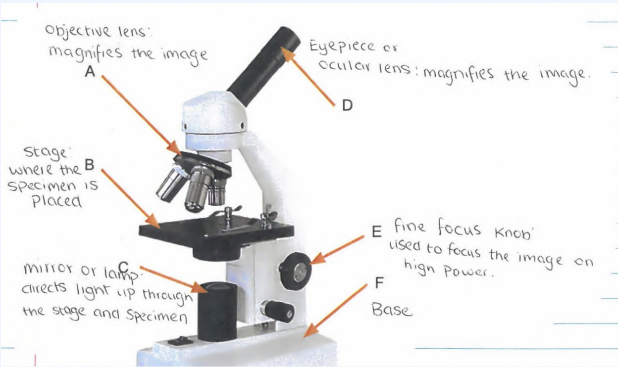 knowt flashcard image