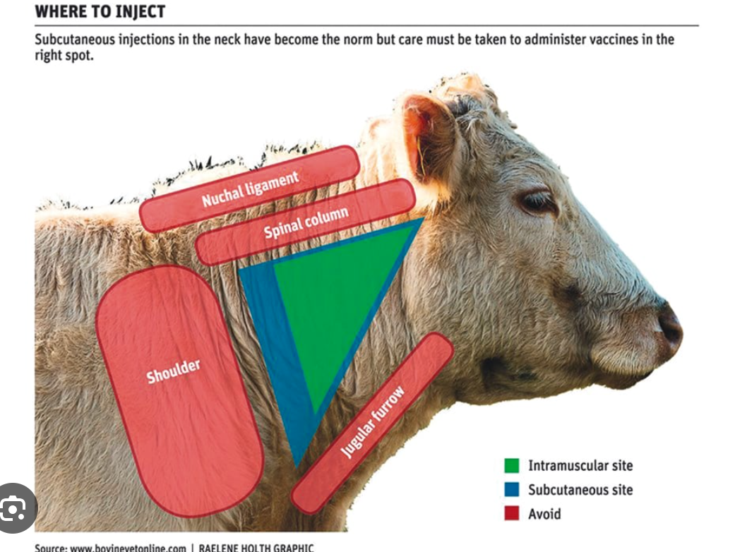 <p>SQ = under skin, just cranial to the shoulder blade</p><p>IM = hand down from dorsal neck to avoid spine and nunchal (new col) ligament, not too far down to avoid jugular (feel for muscle)</p><p>*avoid back end if possible especially if meat cow</p>