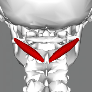 <p>Obliquus capitis inferior <strong>INSERTION</strong></p>