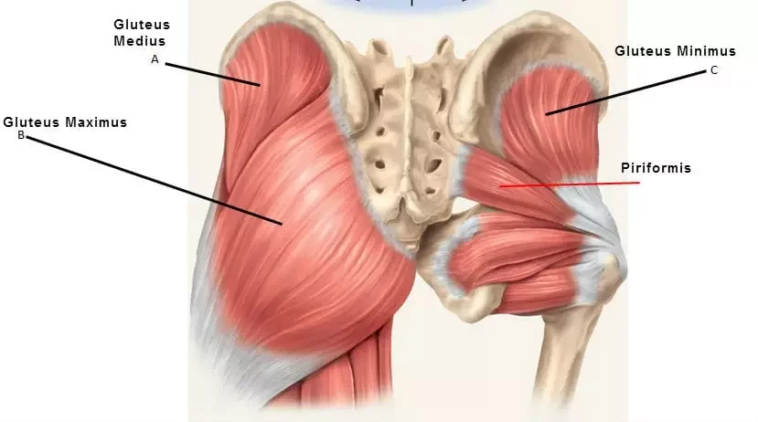 <p>O Glúteo mediano</p>
