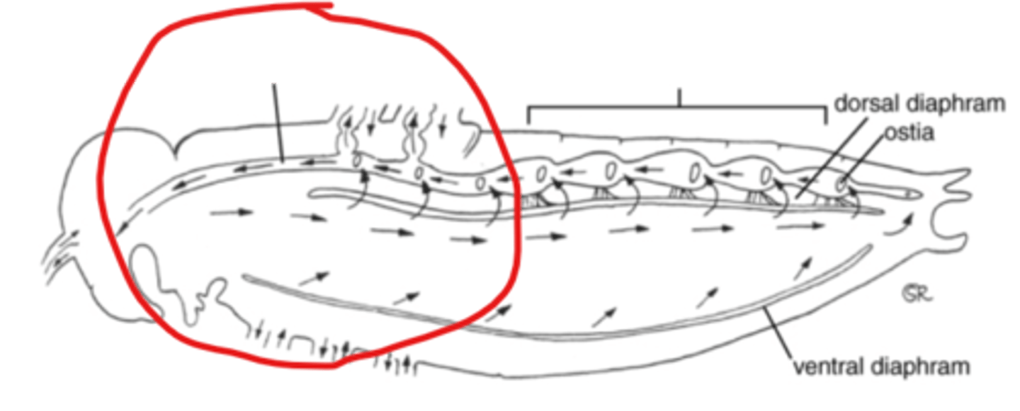 <p>aorta</p>
