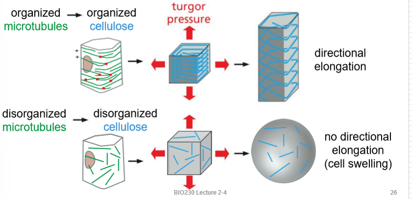 <p>plant cell elongation</p>