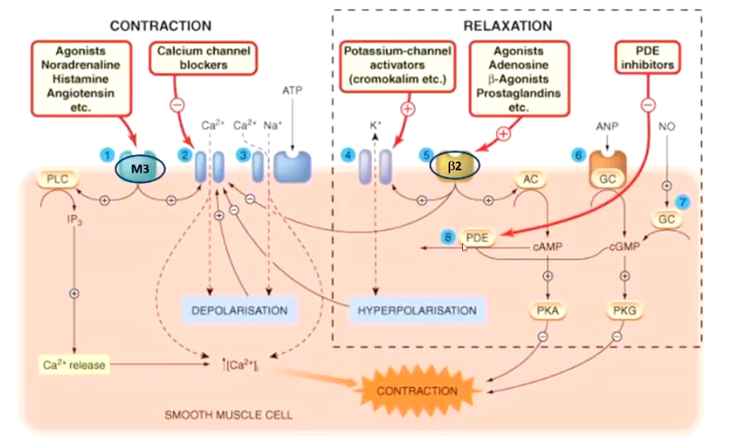 knowt flashcard image