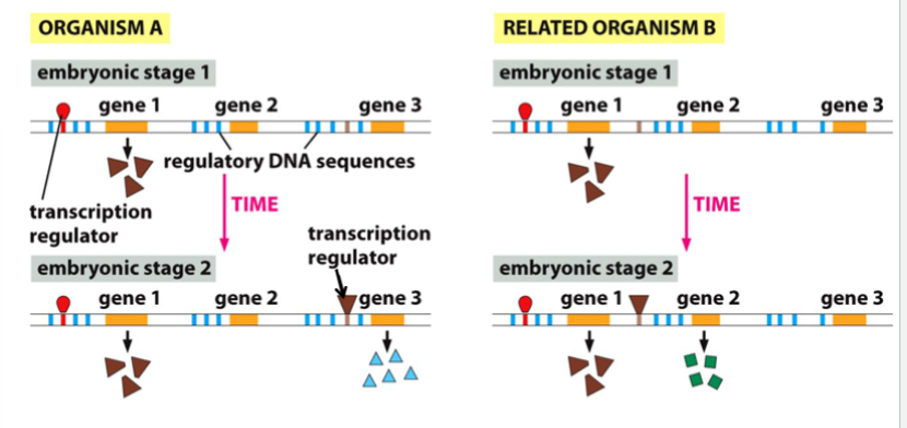 <p>differences in regulatory DNA may result in different developmental pathways, even in closely related species with the same sets of development-related genes</p><p>e.g. two species have (and express) gene 1 early on (gene 1 codes for a transcription regulator, which is active at a later embryonic stage)</p><p>in organism A, the regulator binds to regulatory DNA in front of gene 3</p><p>in organism B, the regulator binds to regulatory DNA in front of gene 2</p><p>as a result, different genes (gene 3 vs gene 2) are expressed despite the same genes, because of differences in the<em> regulatory DNA</em></p>