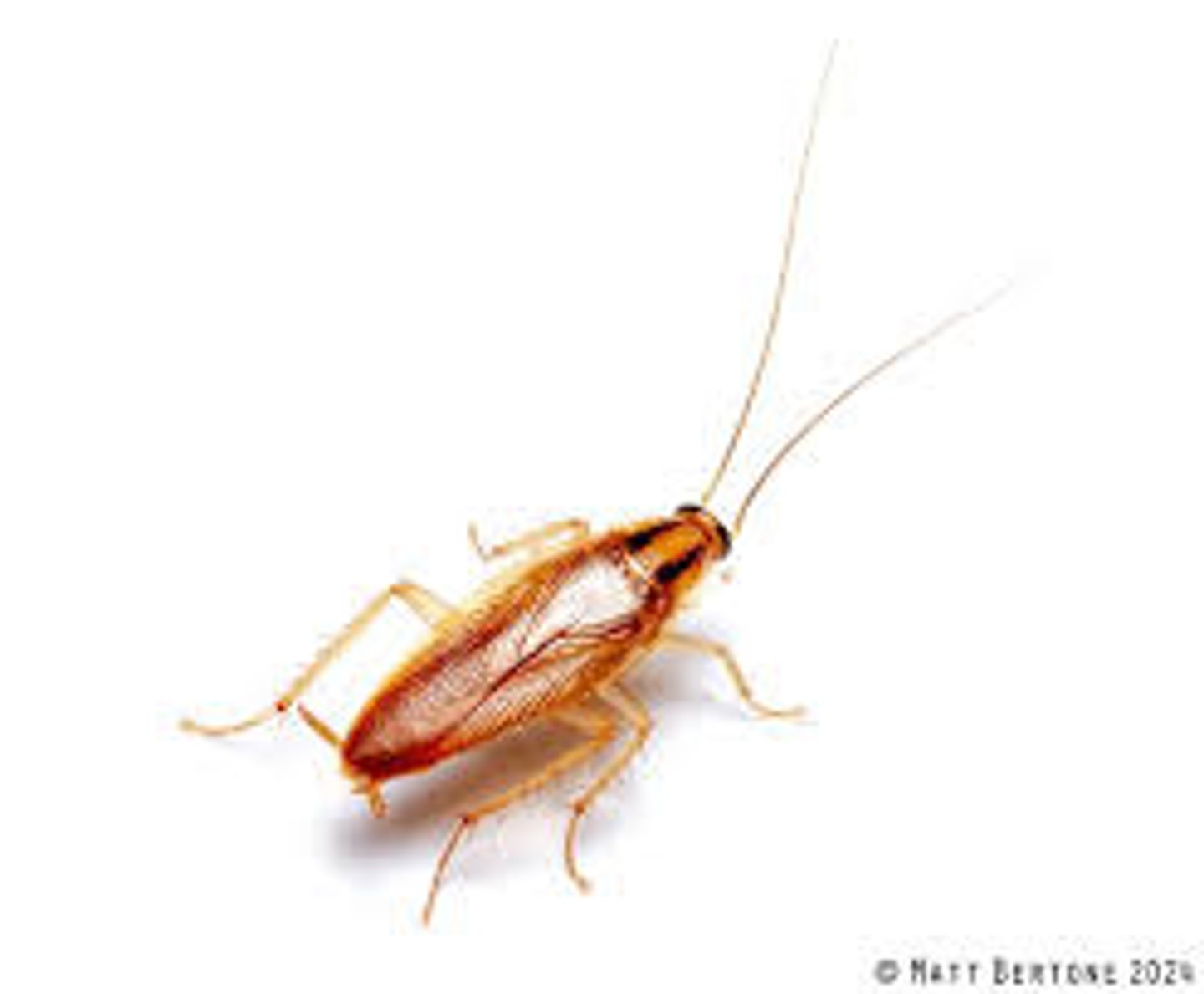 <p>Roach Family</p>