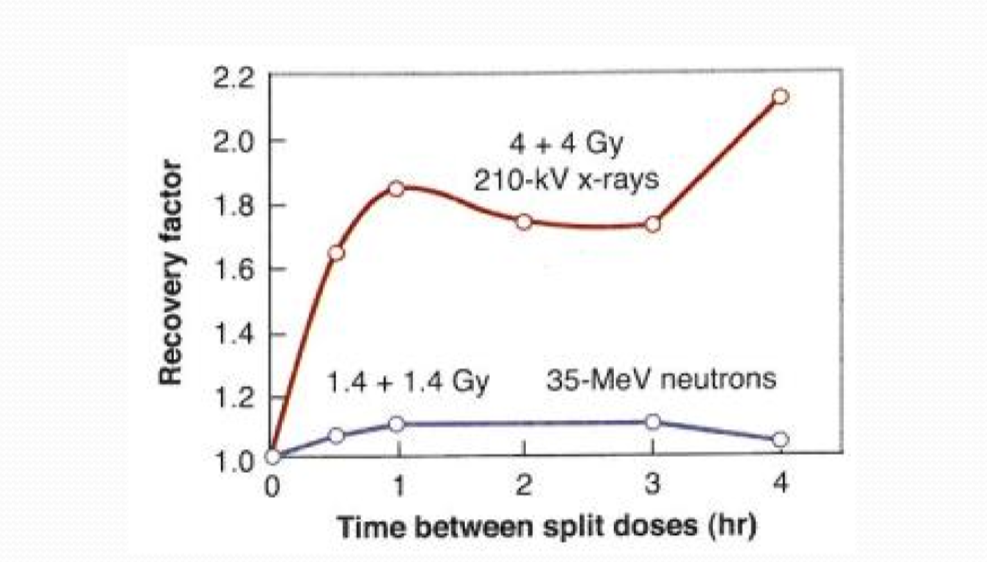 <p>What effect dose LET have on recovery factor in split-dose experiments?</p>