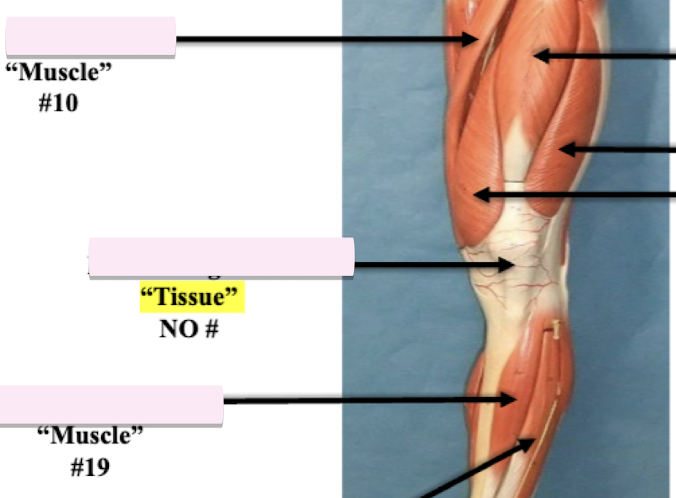 <p>Label <strong>tissue</strong> no# </p>