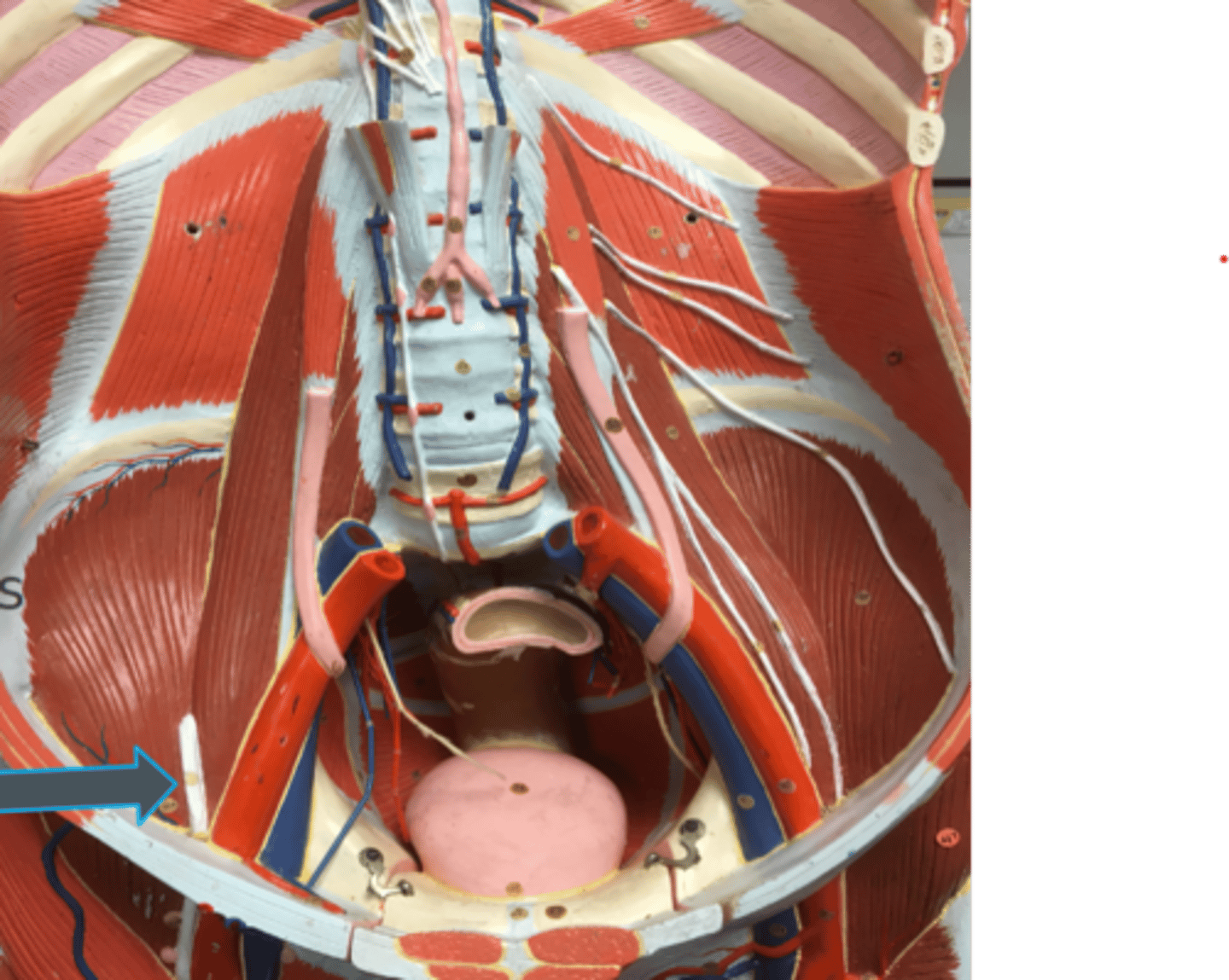 <p>innervates:<br>- iliacus<br>- quadriceps femoris<br>- sartorius</p>