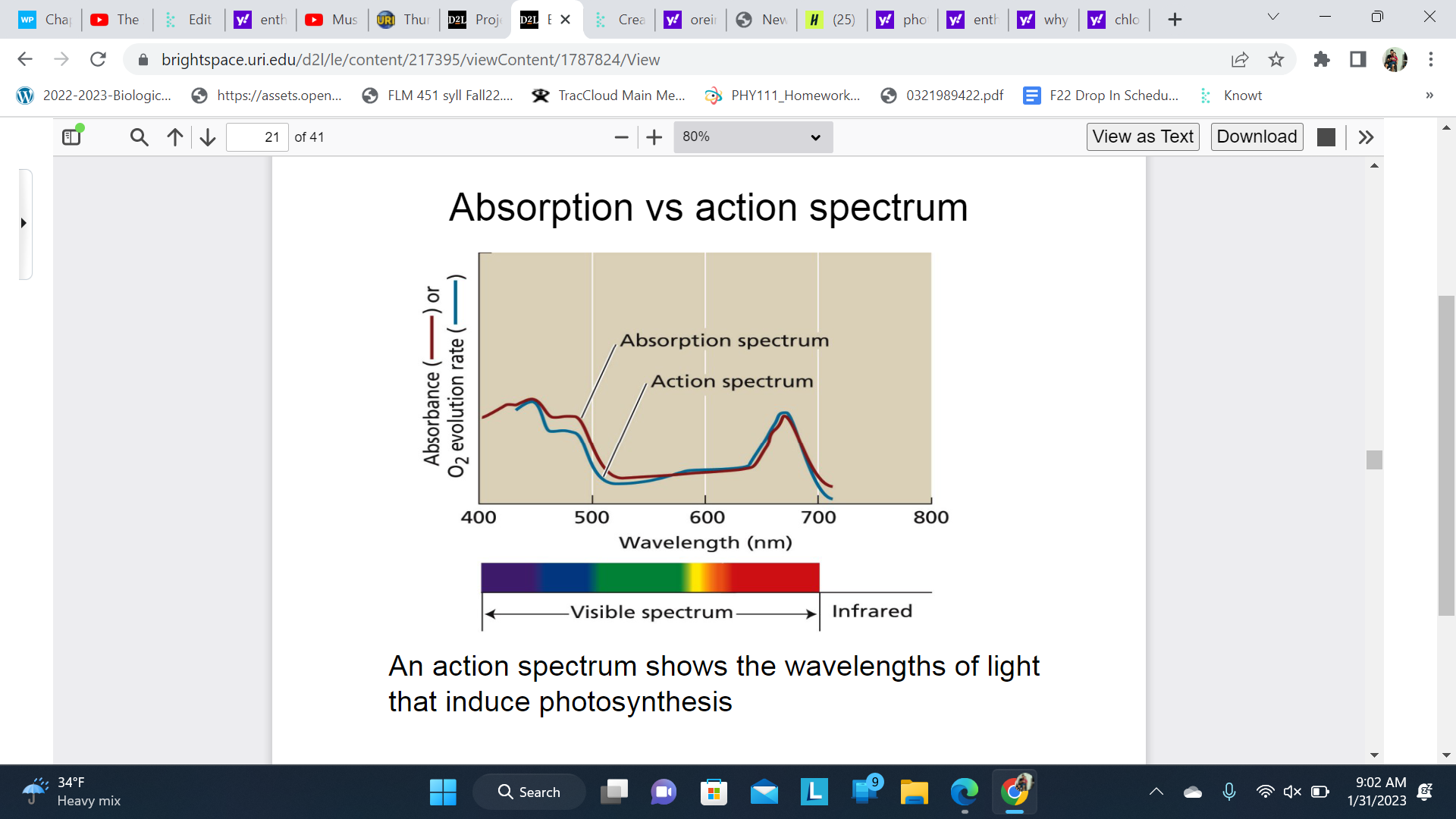 Since both spectrums match this proves Chlorophyll is the primary pigment that feeds photosynthesis

\
* An absorption spectrum shows all the light typically absorbed by a leaf. An action spectrum, meanwhile, shows all the light that is actually used for photosynthesis. The similarity of the action spectrum of photosynthesis and the absorption spectrum of chlorophyll tells us that chlorophyll is the most important pigments in the process.