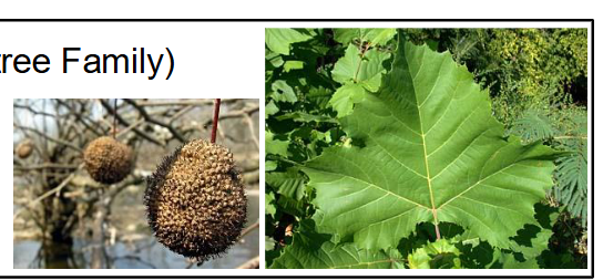 <p>Plantanaceae</p><p>Plantanus occidentalis</p>