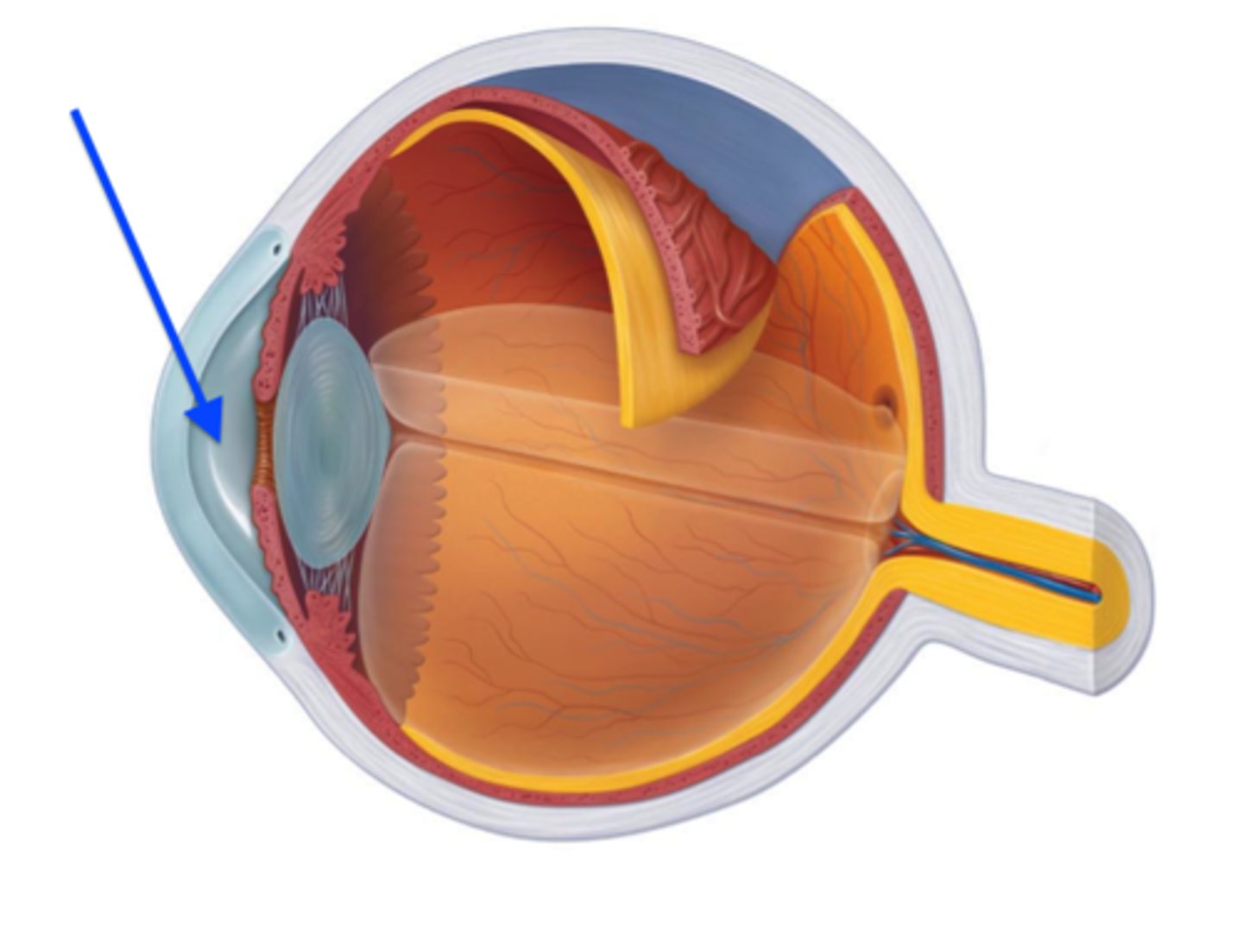 <p>fluid in the eye, found between the cornea and the lens</p>