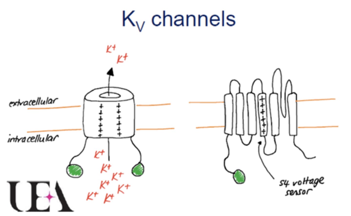<p>- Contains α-subunits that have 6 transmembrane domains.</p><p>- Has 4 repeating subunits which are tetrameric.</p><p>- The P loop forms the selectivity filter</p><p>- The S4 domain acts as the voltage sensor</p><p>- α-subunits forms the pore where K+ ions move through</p><p>- Does not have any auxiliary subunits.</p>