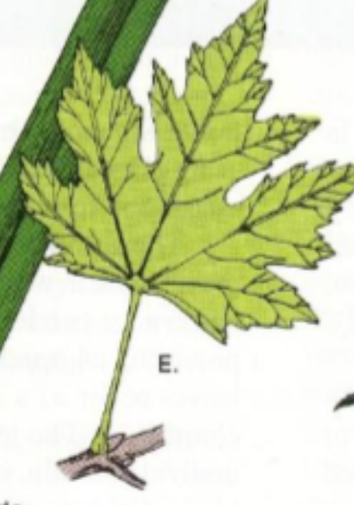 <p>Bladet er helt, men dypt innskåret i kanten slik at den ser delt ut</p><p>Flikene kan være avrundet eller spisse, men når ikke helt til midtnerven</p><p>Eks: eikeblad</p><p></p>