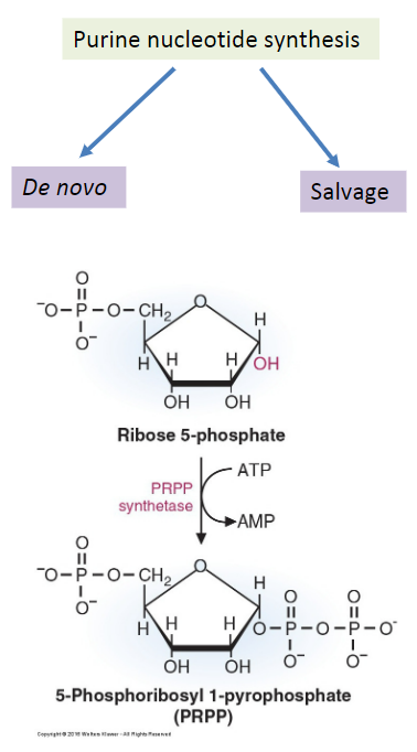 <ol start="4"><li><p>Ribose 5-phosphate</p></li></ol>