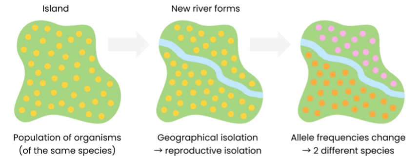 <ol><li><p>population is split due to geographical isolation (e.g. new river formed)</p></li><li><p>this leads to reproductive isolation, separating gene pools by preventing interbreeding / gene flow between populations</p></li><li><p>random mutations cause genetic variation within each population </p></li><li><p>different selection pressures / environments act on each population </p></li><li><p>so different advantageous alleles are selected for / passed on in each population </p></li><li><p>so allele frequencies within each gene pool change over many generations </p></li><li><p>eventually different populations cannot interbreed to produce fertile offspring </p></li></ol><p></p>