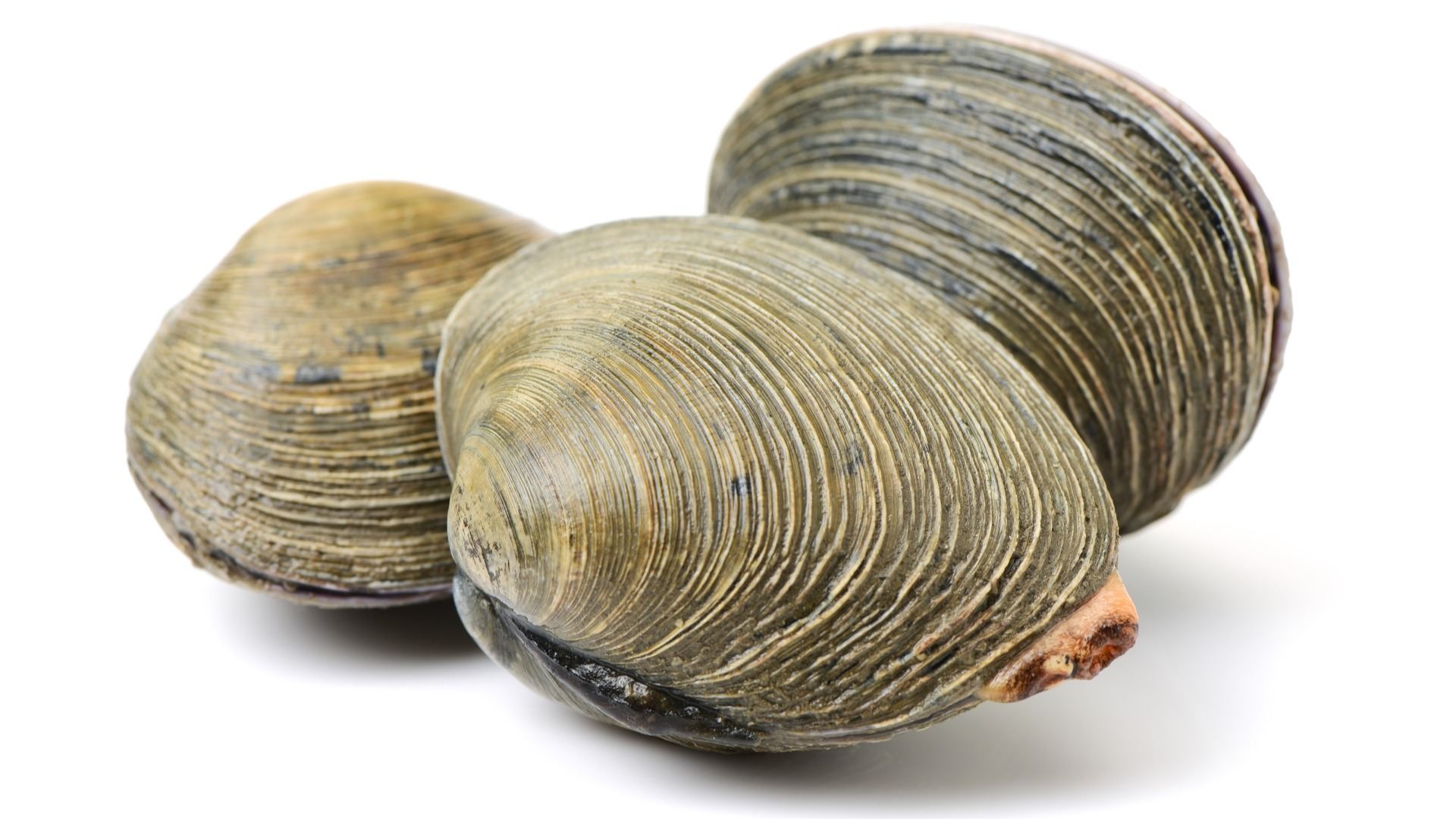 <p>In what direction are clams elongated?</p>