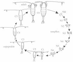 <p><span><span>copepod life cycle</span></span></p>