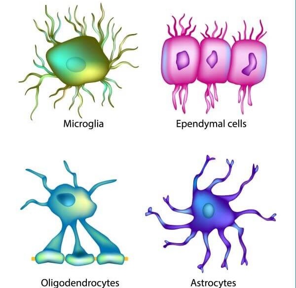 <p>lines cavities and brain and spinal cord, beaitng cilia to circulate CS fluid</p>