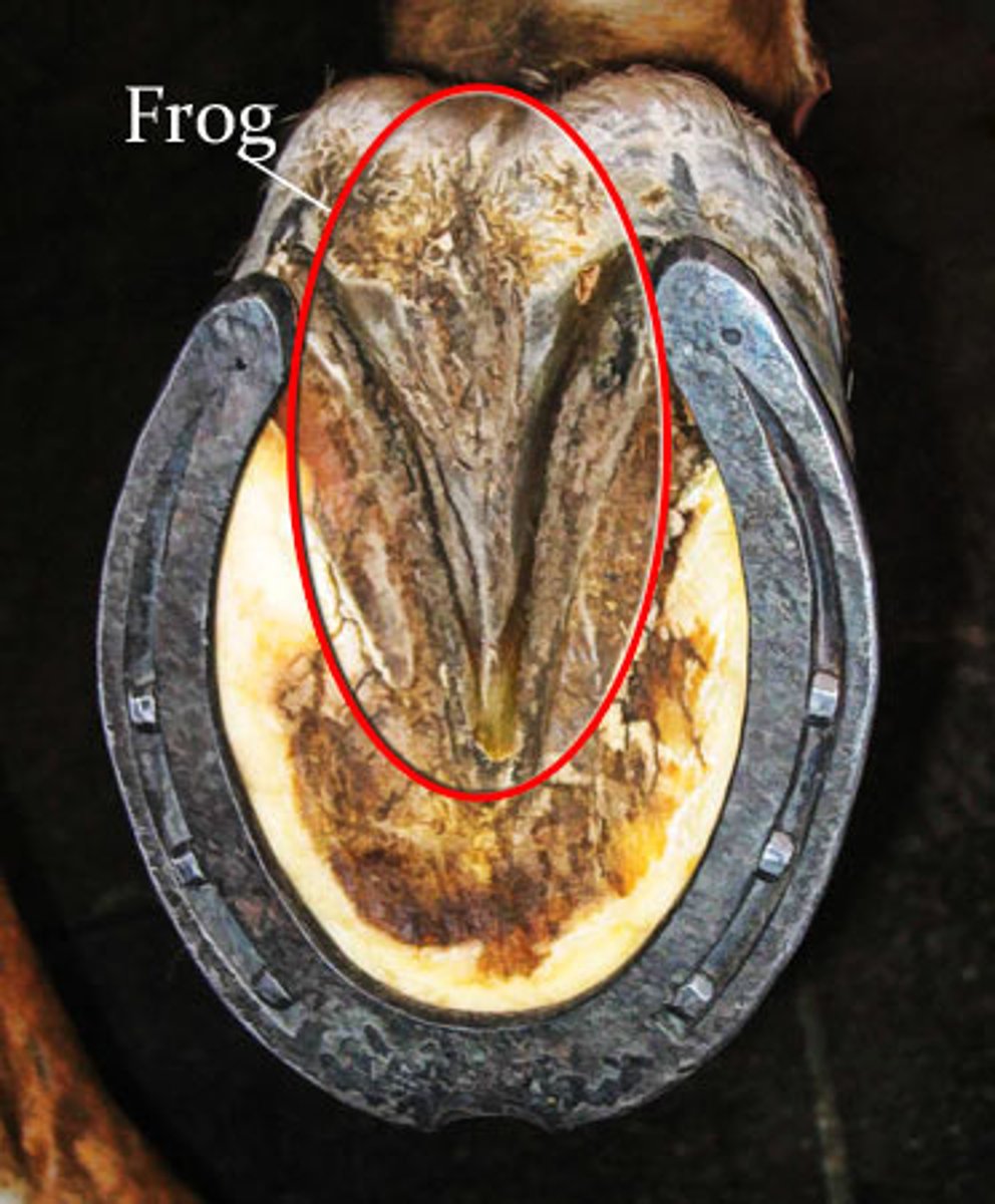 <p>part of the hoof where it is rubbery, triangular structure in the center of the sole, helps with shock absorption and traction</p>