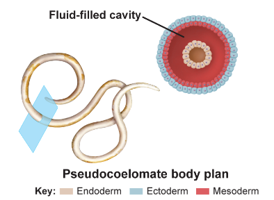 <p>(false cavity) one partially-lined, fluid-filled body develops between mesoderm and endoderm (example: roundworms)</p>