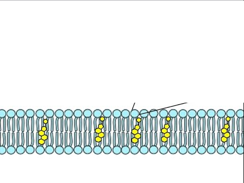 <p>long term energy; mostly made of carbon and hydrogen and some oxygen. Composed of a Glycerol head and Fatty Acid Tails; Generally not soluble in water- hydrophobic; EX: fats, oils, waxes, and steroids; Phospholipids make up the cell membrane</p>