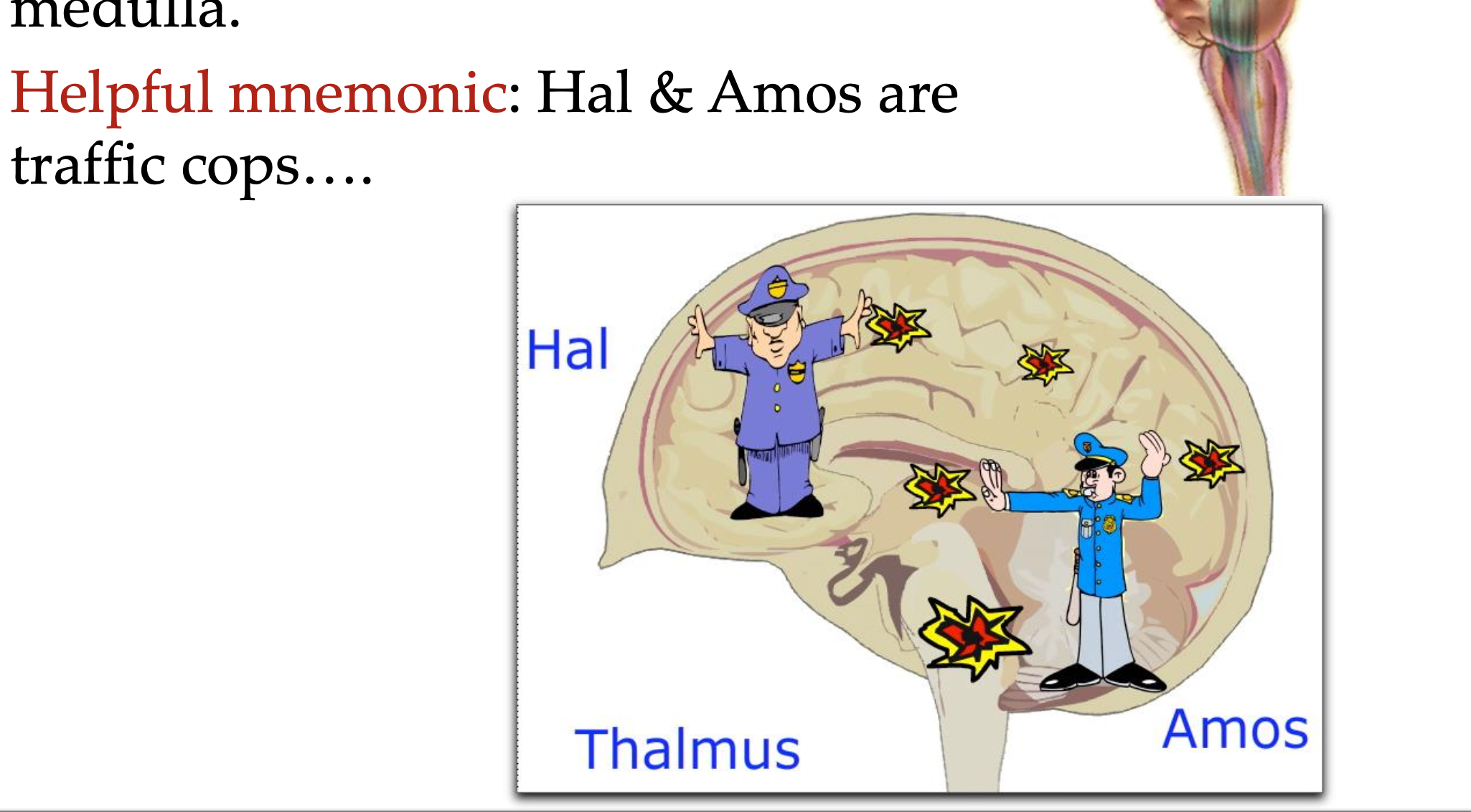 <p>what is the function of the thalamus? where is it located?</p>