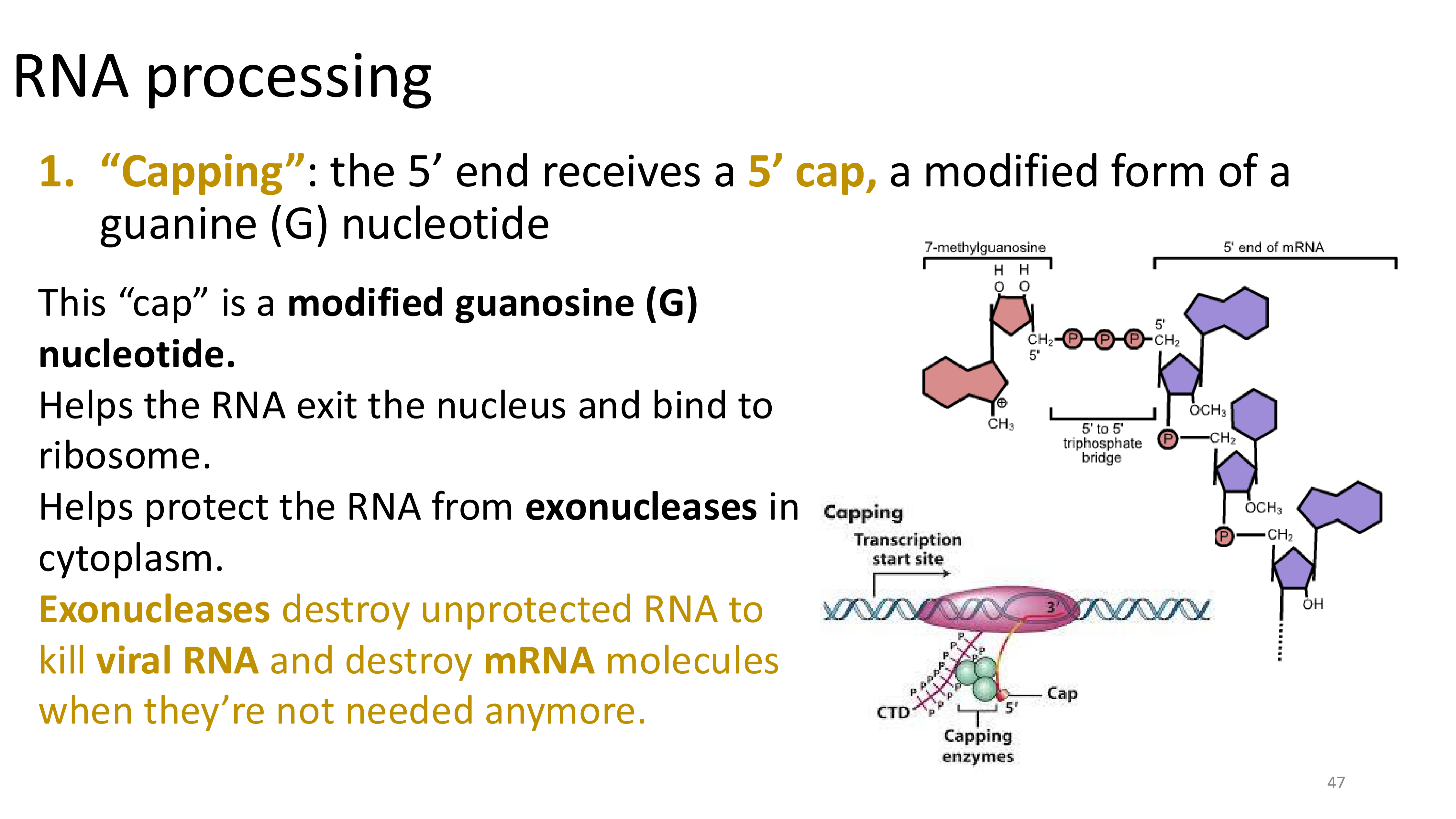 <p>only happens in eukaryotes</p>